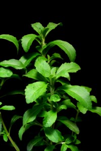 Stevia aus Samen ziehen