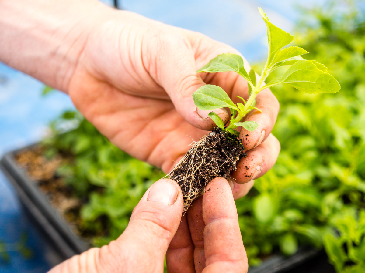 Stevia Anbau – einfach Zuhause anpflanzen